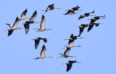Cranes &copy; Manfred Ziegler